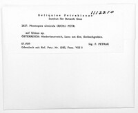 Phomopsis ulmicola image